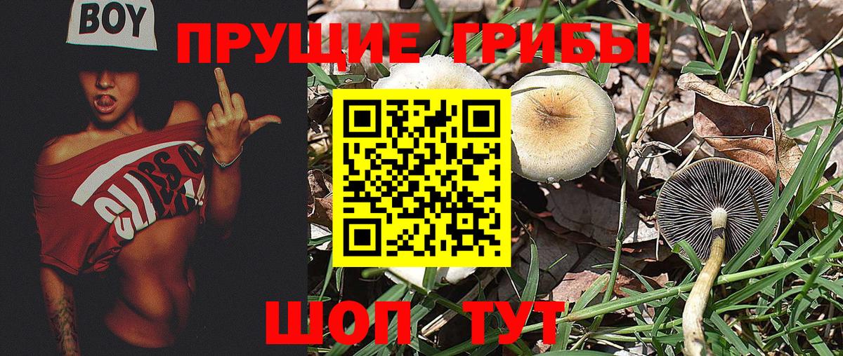 Псилоцибиновые грибы Psilocybe  Вход с VPN  Усинск 